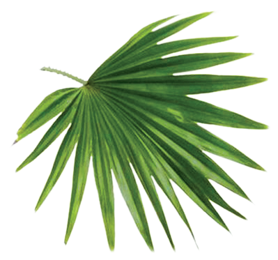 Slika testeraste palme